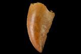Serrated, Raptor Tooth - Real Dinosaur Tooth #159982-1